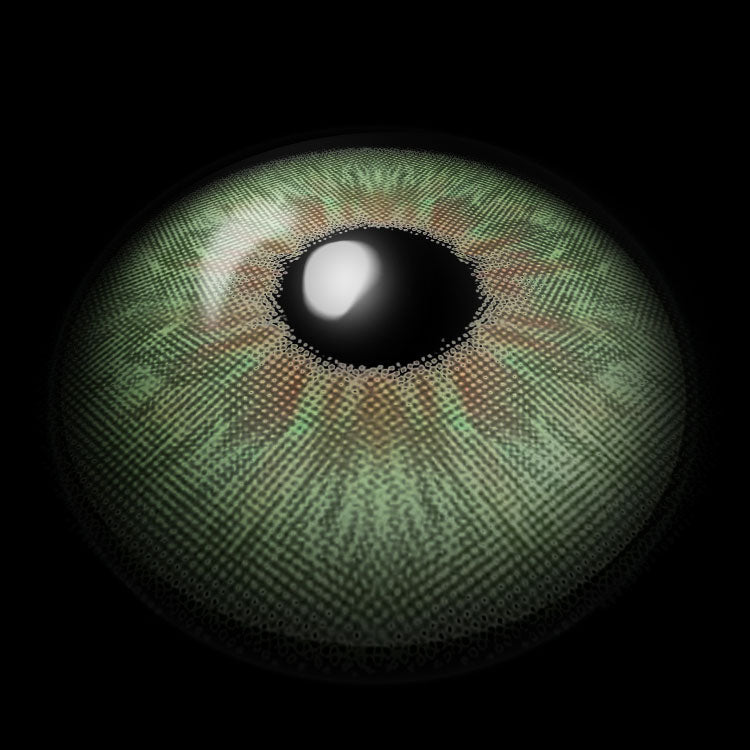 Fiesta Green | 1 Year