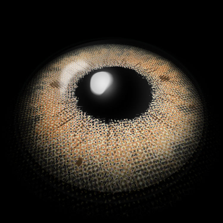 Stormy Hazel | 1 Year