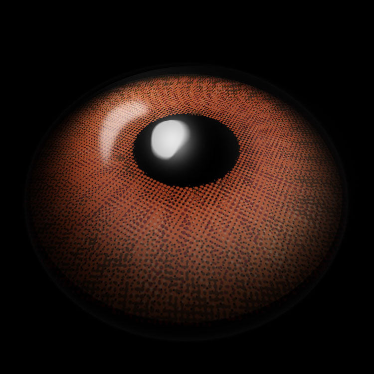 New York Hazel | 6 Months