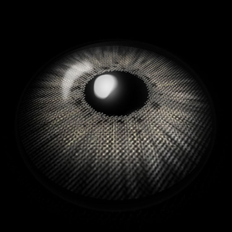 New York D-Gray | 1 Year