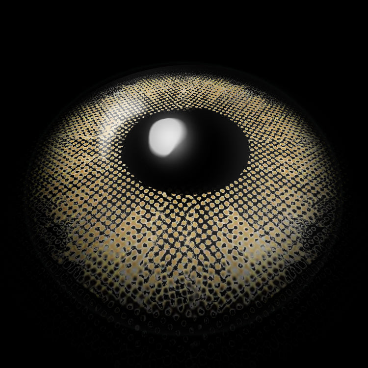 Eternity Brown | 1 Year