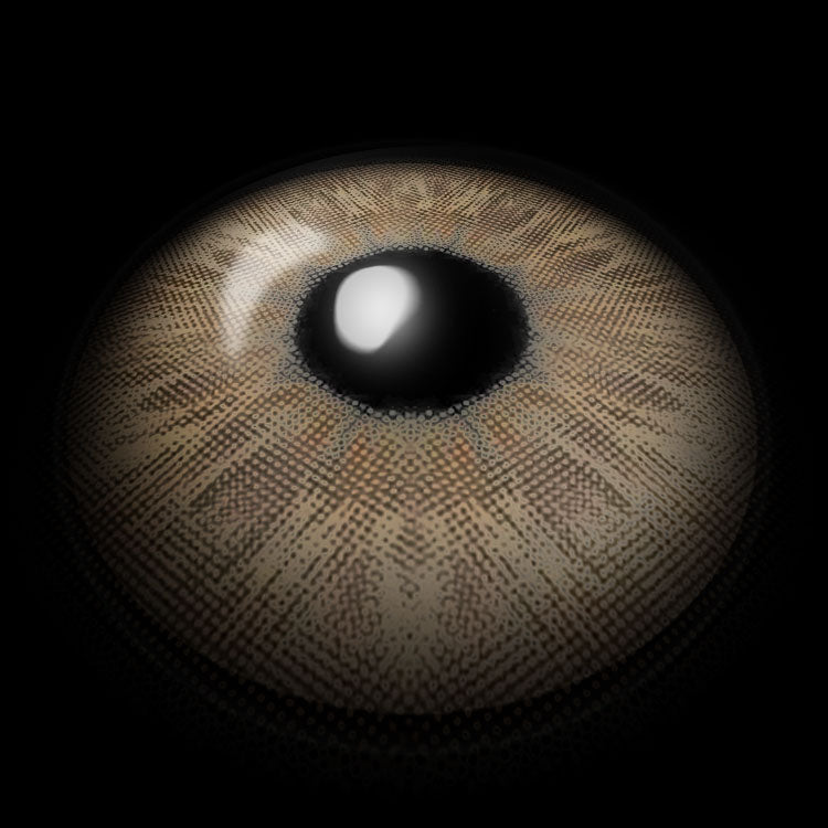 Fiesta Brown | 1 Year