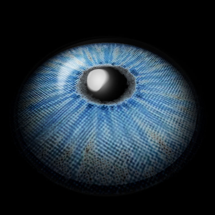 New York Blue | 1 Year