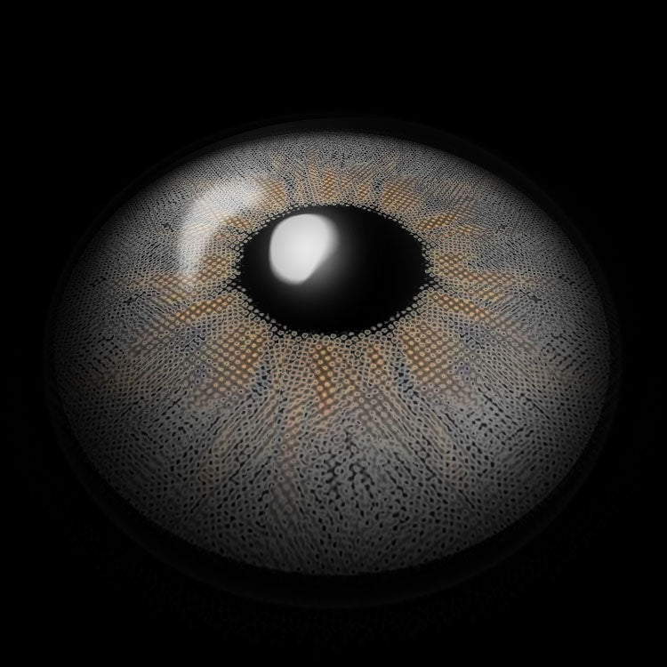 Fiesta Gray | 1 Year