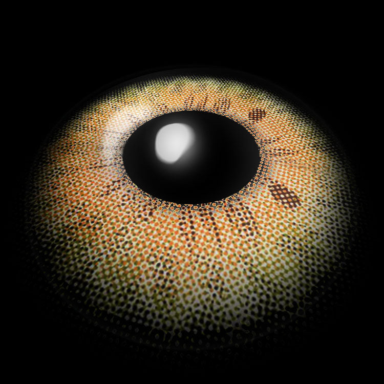 Stormy D-Brown | 1 Year