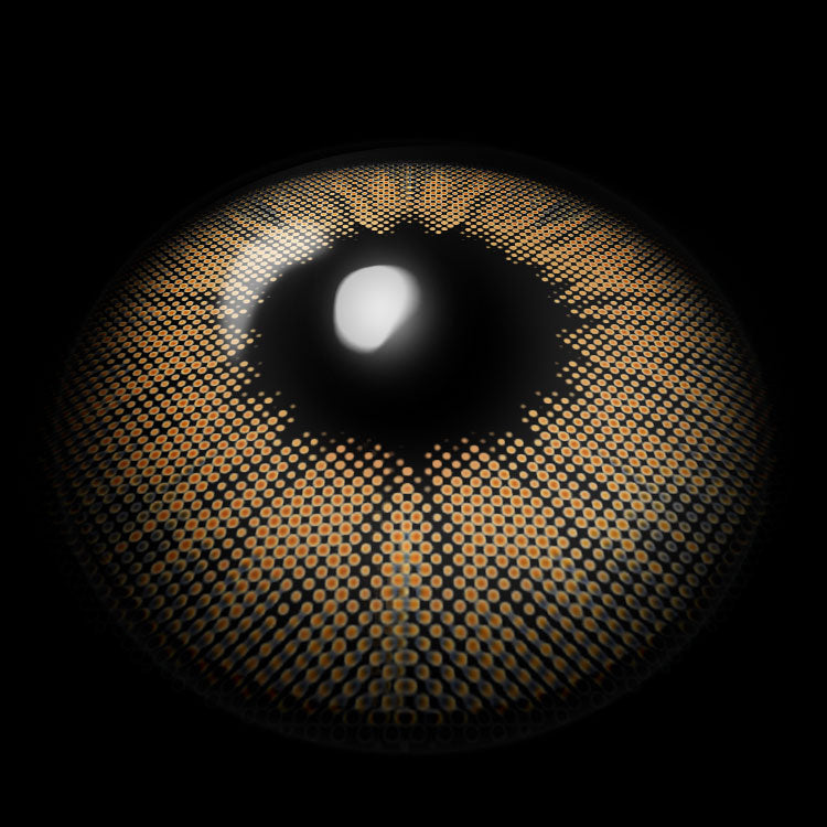 Marble Brown | 1 Year