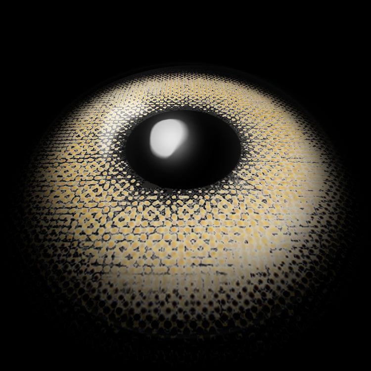 Chestnut Aura Brown Ⅱ | 1 Year