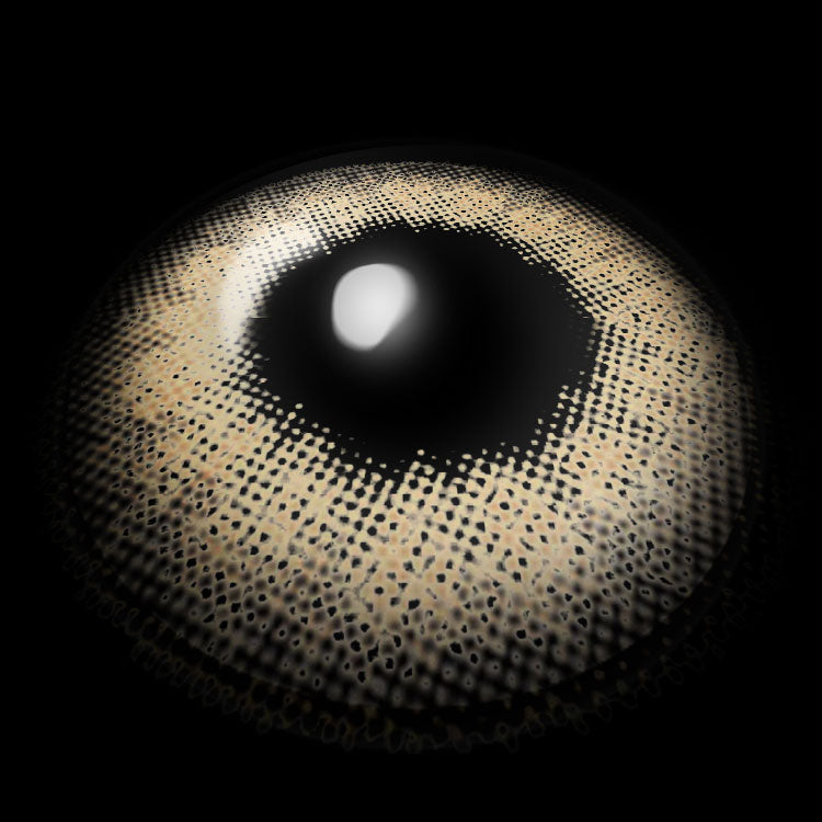 Jelly Brown | 1 Year