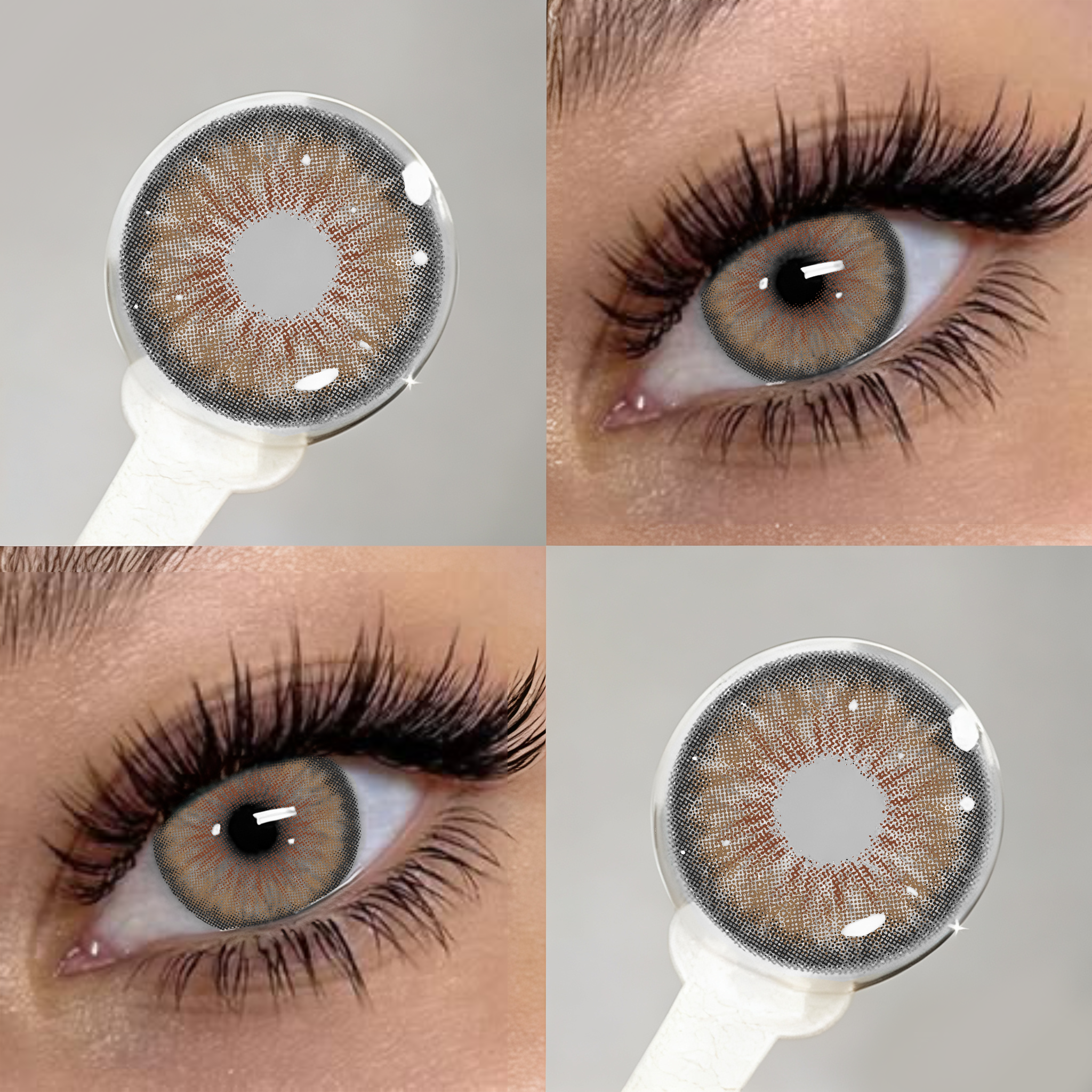 Dolphin Hazel | 1 Year